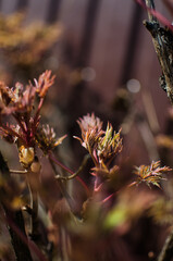 Abstraction growing green leaves on a light background outdoors
