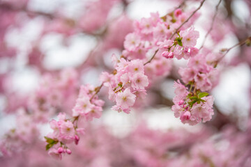 Obraz premium Close-up of beautiful pink cherry blossoms in full bloom, captured in Tallinn, Estonia in April. Soft focus background enhances the romantic and serene springtime atmosphere. Ideal for seasonal themes