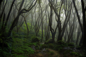 Obraz premium Lush Rainforest Scene with Sunlight