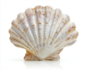 White Elegant Sea Jacobean Scallop Shell Isolated On White Background