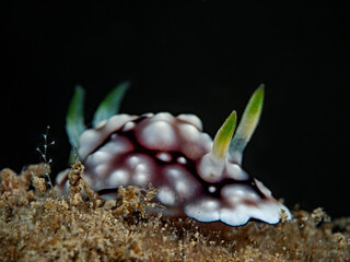 Geometric Chromodoris, Dorid Nudibranch (Chromodoris geometrica)