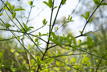 Spring freen trees and leaves