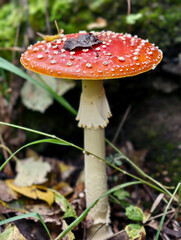 Close-up photo of poisonous red fly agaric or Amanita muscaria mushroom growing in forest. Natural background.