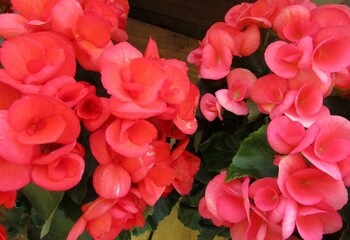 赤系のベゴニアの花のアップ