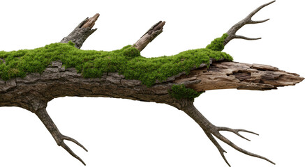 Mossy tree branch aged wood texture nature forest isolated transparent background