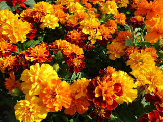 マリーゴールド（バラ咲き）の花のアップ