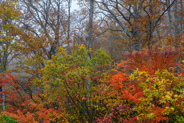 赤く染まる有峰の森