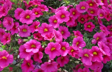 Fototapeta premium 濃いピンクのミリオンベル（カリブラコア）の花のアップ