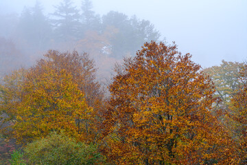 Fototapeta premium 霧に包まれる秋の有峰