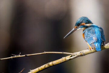 枝にとまるカワセミ