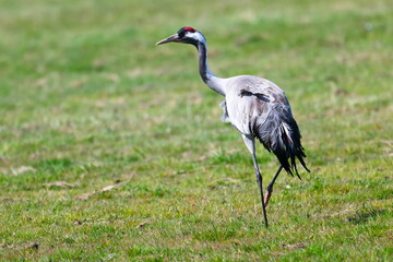 Obraz premium Grauer Kranich bei der Futtersuche im Frühjahr