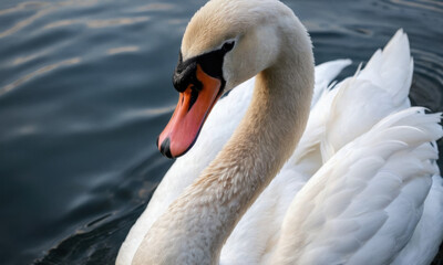 Obraz premium A lone white swan swims peacefully in calm water, great for nature and wildlife scenes