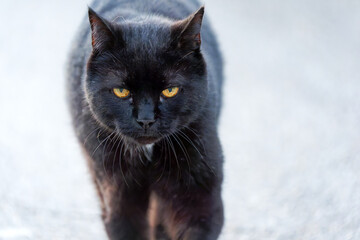Close-up headshot of black adult cat with amber eyes at Swiss City of Zürich district Schwamendingen on a spring evening. Photo taken April 26th, 2025, Zurich, Switzerland.