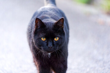Close-up headshot of black adult cat with amber eyes at Swiss City of Zürich district Schwamendingen on a spring evening. Photo taken April 26th, 2025, Zurich, Switzerland.