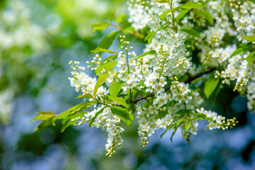 Bird cherry branches in the garden in spring
