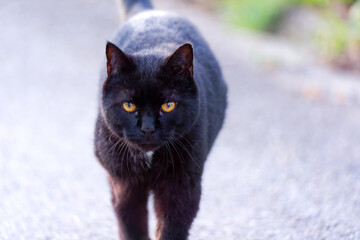 Close-up headshot of black adult cat with amber eyes at Swiss City of Zürich district Schwamendingen on a spring evening. Photo taken April 26th, 2025, Zurich, Switzerland.
