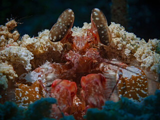 Lisa`s Mantis, Mantis Shrimp (Lysiosquillina lisa)	