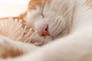 窓辺で眠る可愛い猫　茶トラ白