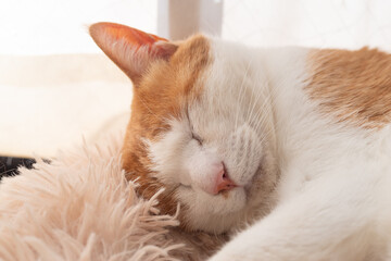 窓辺で眠る可愛い猫　茶トラ白