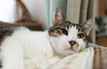 Fototapeta premium 窓辺でくつろぐ可愛い猫 キジトラ白