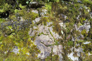 rocky stone with moss and foliage