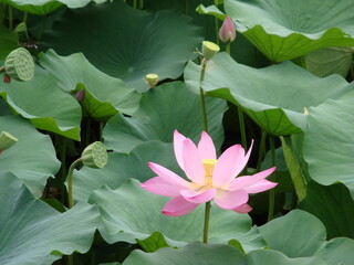 pink water lily