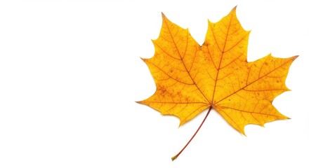 Fototapeta premium Yellow maple leaf isolated on white background