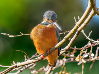 枝にとまるカワセミ