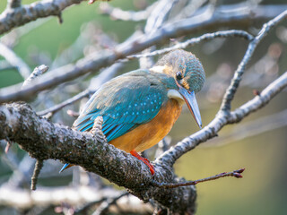 枝にとまるカワセミ