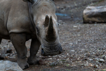 Obraz premium A rhino with a horn on its head