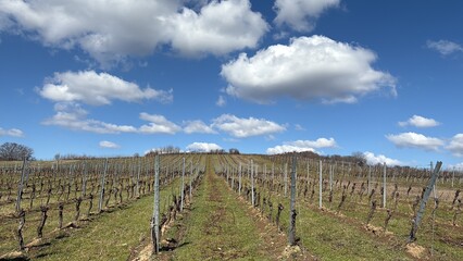Obraz premium Vineyard in Austria 