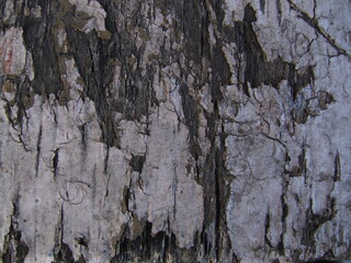 Detailed texture of weathered bark on a tree revealing layers of age and nature's elements