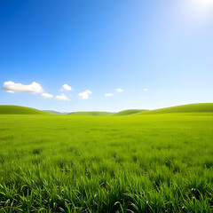 Fototapeta premium grass