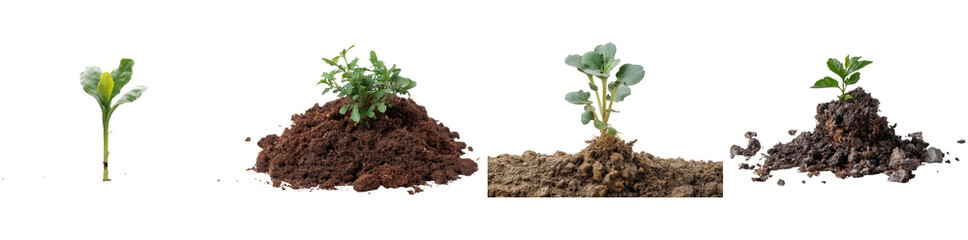 Illustration displays plant growth stages, from seedlings to lush vegetation, ideal for educational and nature-related projects