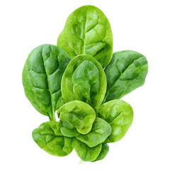 Obraz premium Fresh Green Spinach Leaves Isolated on White Background for Cooking, isolated on transparent background.