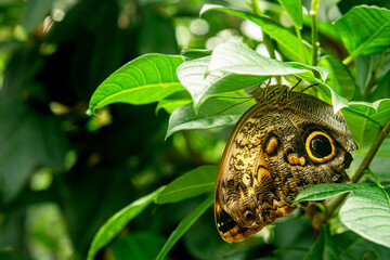 Fototapeta premium butterfly caligo memnon on a leaf close up shallow depth of field