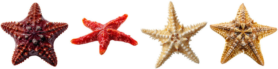 Four colorful starfish with unique textures are lined up, showcasing their intricate details against a neutral background—ideal for marine lovers