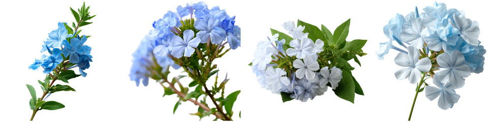Various stages of blue and white flowers featuring soft petals and green leaves stand isolated against a clean backdrop, highlighting their beauty and detail