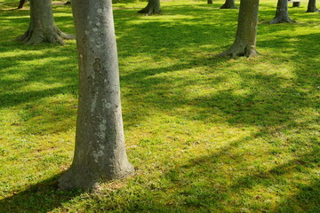 新緑が美しい春の松江市の市街地と公園