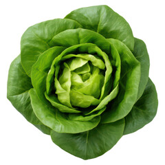 Fototapeta premium Fresh Green Lettuce with Beautiful Layered Leaves Close-Up, isolated on transparent background.