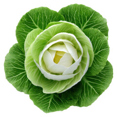 Fototapeta premium Fresh Green Cabbage with Leafy Layers in Bright Natural Light, isolated on transparent background.