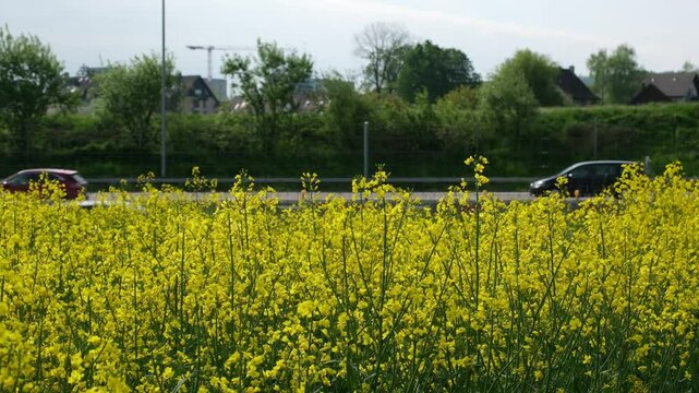 Landwirtschaftlicher Anbau in der N&auml;he von dicht befahrenen Stra&szlig;en. Umweltbelastung durch Schadstoffe und Schwermettall