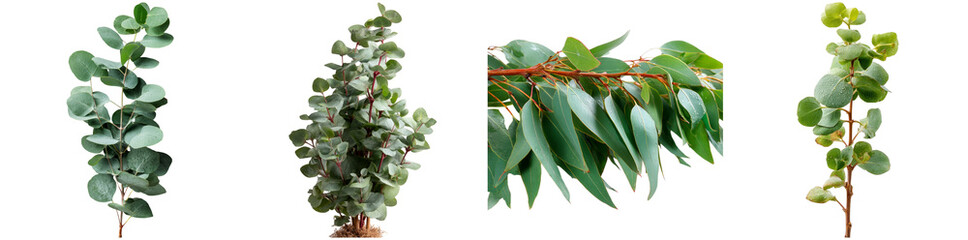 Fototapeta premium A diverse assortment of isolated eucalyptus plants features various leaf shapes and sizes, highlighting rich green hues and textures suitable for decor