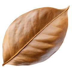 Obraz premium Detailed Brown Leaf on White Background with Texture and Veins, isolated on transparent background.