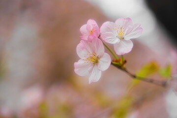 春の訪れを告げる桜