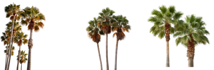 These isolated palm trees display vibrant green fronds and unique trunk textures, providing a tropical vibe perfect for various creative projects and designs