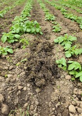 Natural fertilizer or manure for an organic potato garden