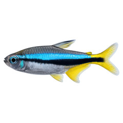 Obraz premium Colorful Tropical Fish with Blue and Yellow Accents Swimming Gracefully, isolated on transparent background.