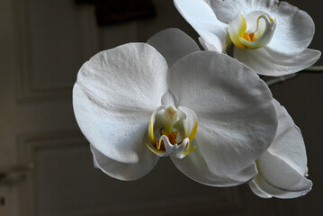 Details of white Phalaenopsis Orchid, Hamburg, Europe