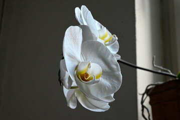 Details of white Phalaenopsis Orchid, Hamburg, Europe